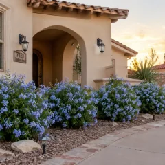 How to grow plumbago Plants