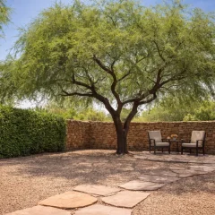 The Mesquite Tree