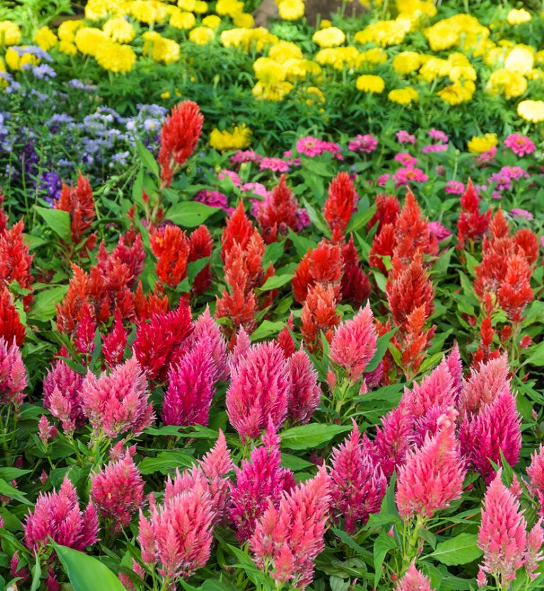 Celosia Plant Care - Guzman's Garden Centers