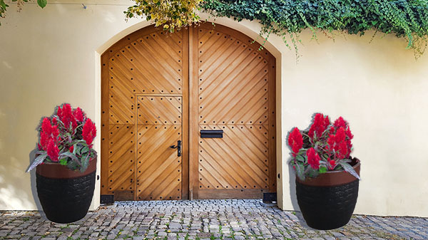 Celosia Plant Celosia Plant Care