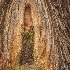 Slime Flux Disease on Trees