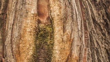 Slime Flux Disease on Trees