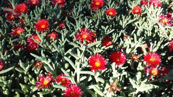 ice-plant-red