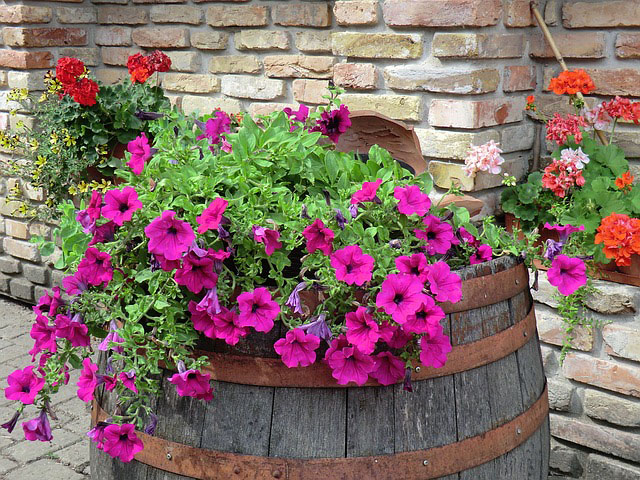 Petunias in a Barrell