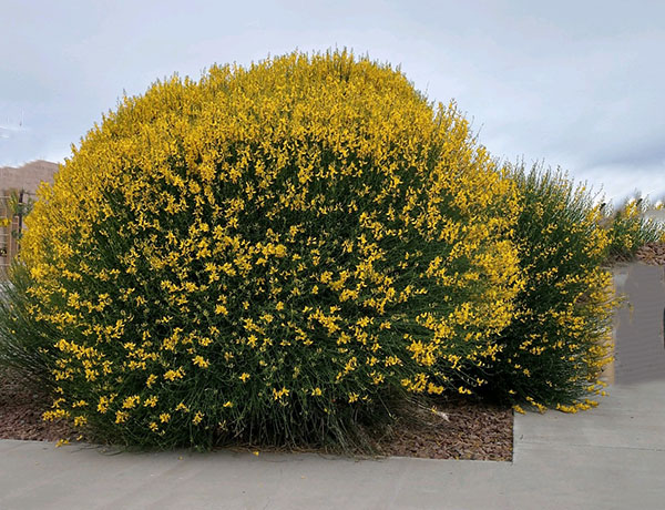 Spanish Broom Plant The Spanish Broom Plant Spartium Junceum Is A 