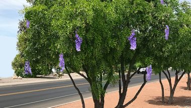 Texas Mountain Laurel Evergreen Tree