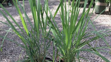 plants that repel mosquitoes