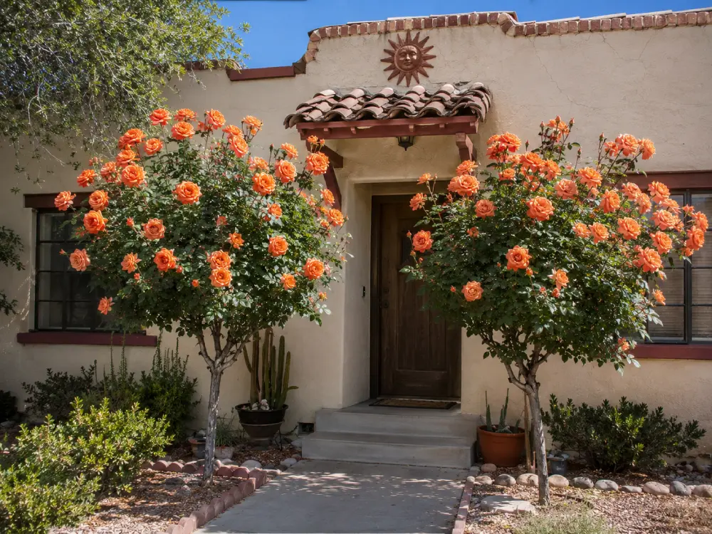 Two Tree Roses Tree roses in the Southwest