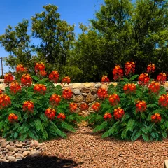 Red Bird of Paradise Southwest