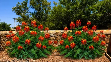 Red Bird of Paradise Southwest