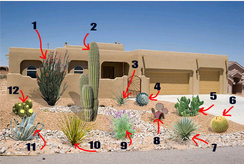Desert Plants Names And Pictures, Best Plants For Desert Landscaping