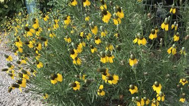 The Mexican Hat Plant