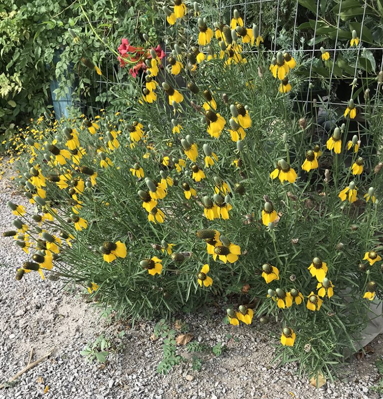 The Mexican Hat Plant