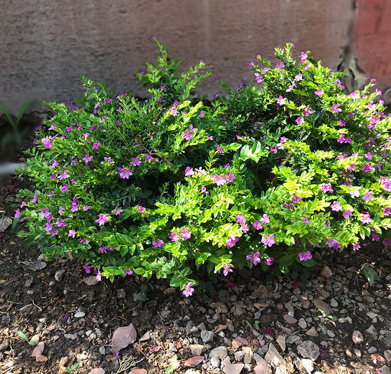 Garden Centers Mexican Heather Plant, Is Mexican Heather A Good Ground Cover