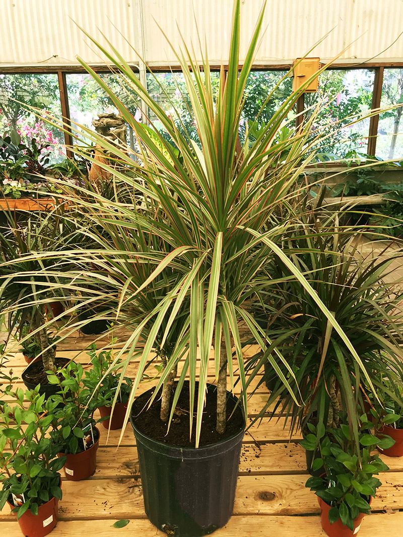 Best Indoor Low Maintenance Plants - Guzman's Garden Centers