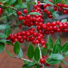 yaupon-holly-berries