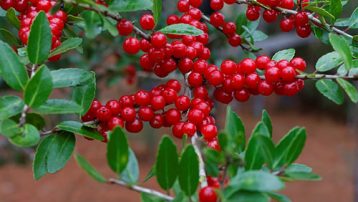 yaupon-holly-berries