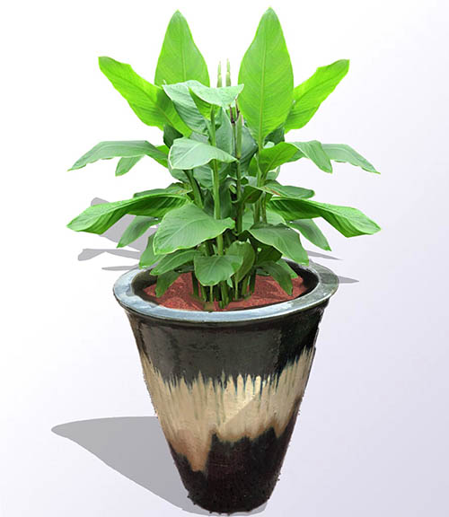 dwarfbananaplant2 Guzmans Garden Centers