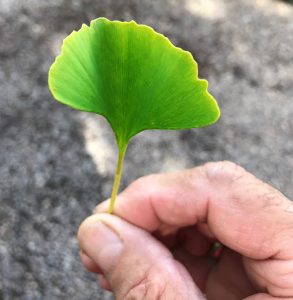 Ginkgo Biloba tree information