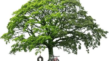 live-oak-tree-no-background