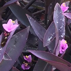purple-heart-plant-closeup