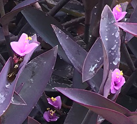purple heart ground cover plant
