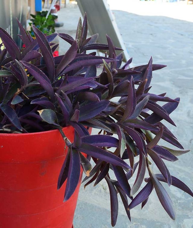 purple heart plant in red container The Purple Heart Plant