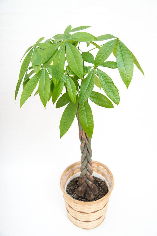 The Care of The Money Tree Plant
