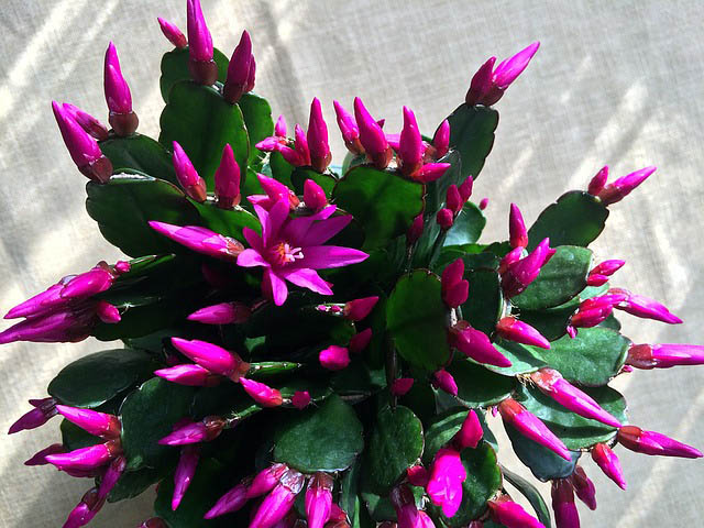dark pink christmas cactus Guzmans Garden Centers Pink Christmas Cactus