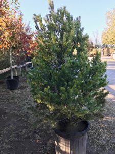 The Care of Live Christmas Trees