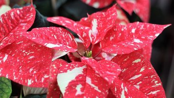 Poinsettia Plant care