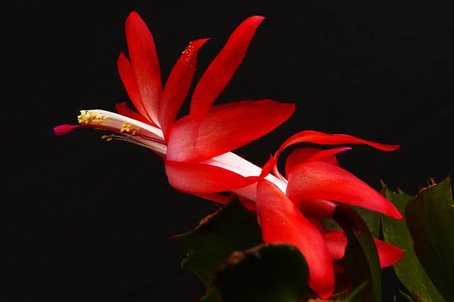 red flower christmas cactus Guzmans Garden Centers The dark red flower of the Christmas Cactus