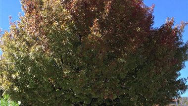 Shumard Red Oak information