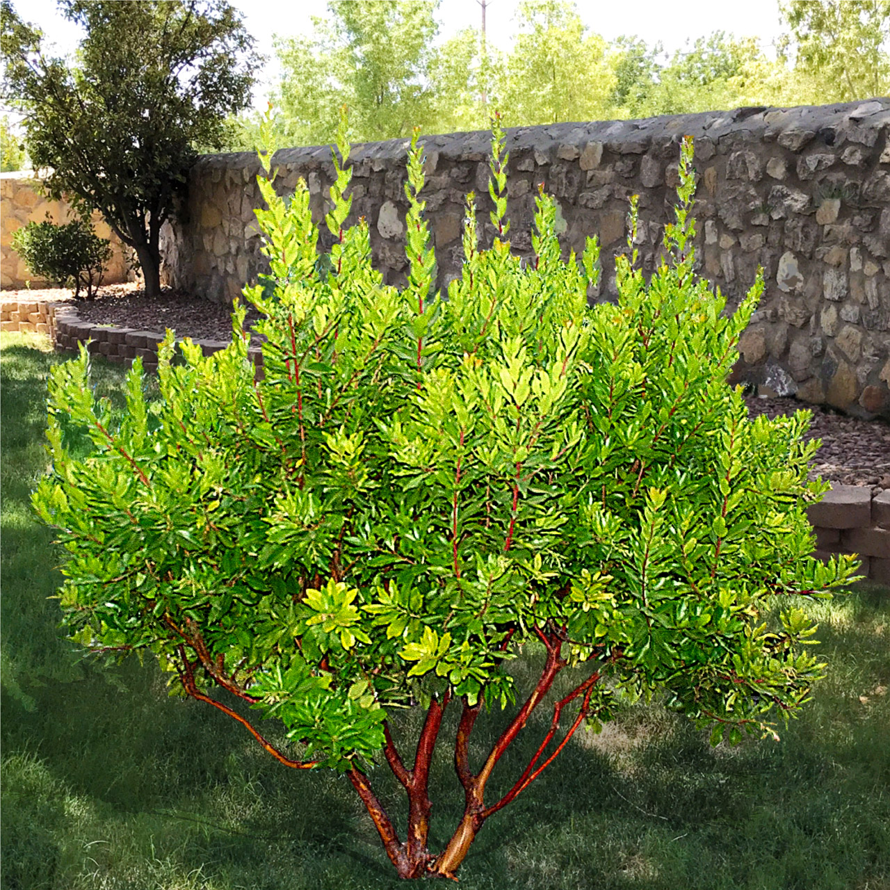arbutus unedo strawberry tree - guzman's garden centers