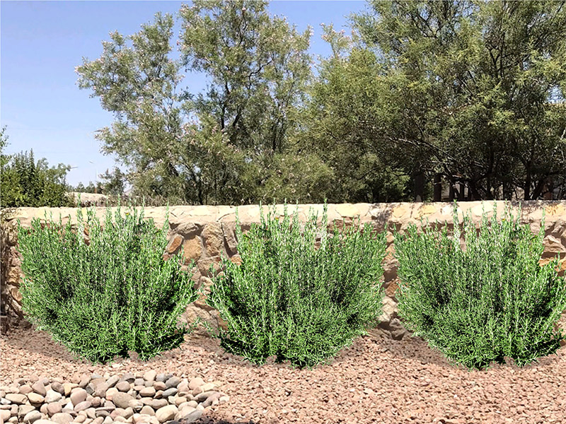 backyardrosemary Guzmans Garden Centers Rosemary for Landscaping Purposes