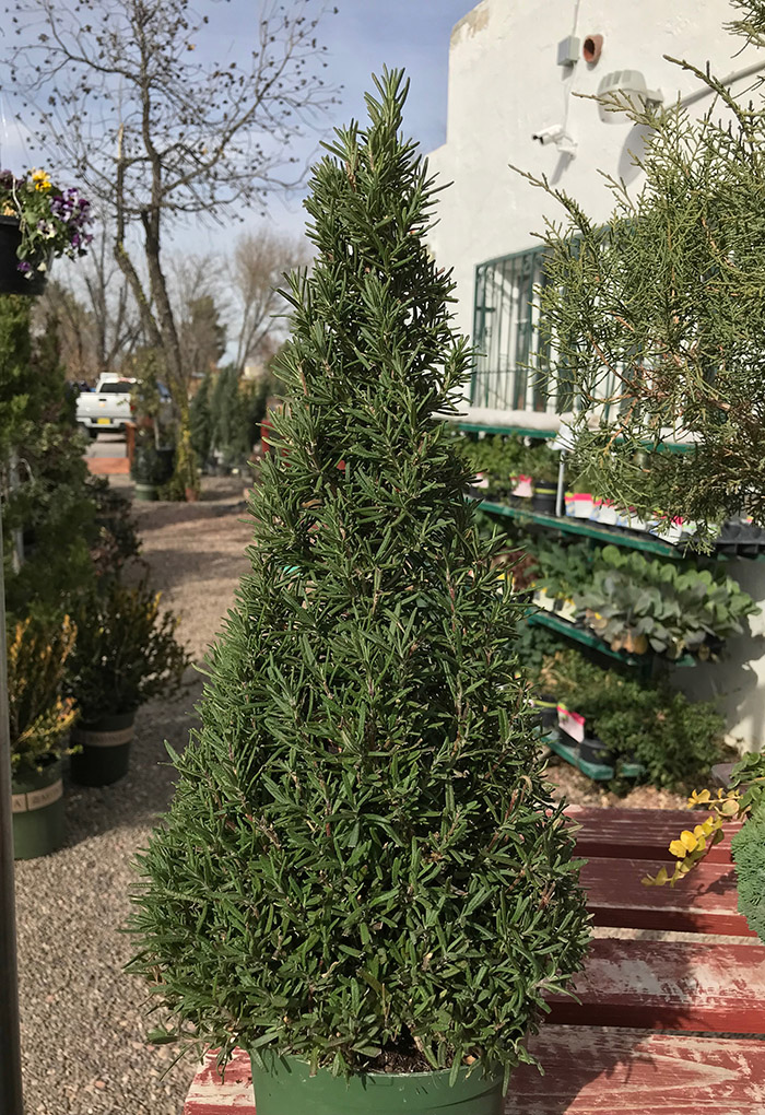 rosemarychristmastree Guzmans Garden Centers Rosemary for Landscaping Purposes