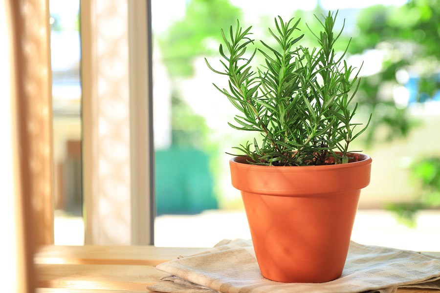 Rosemary on window sill Rosemary Herb Health Benefits