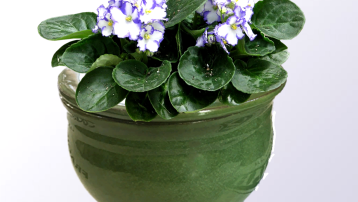 The Care of African Violets