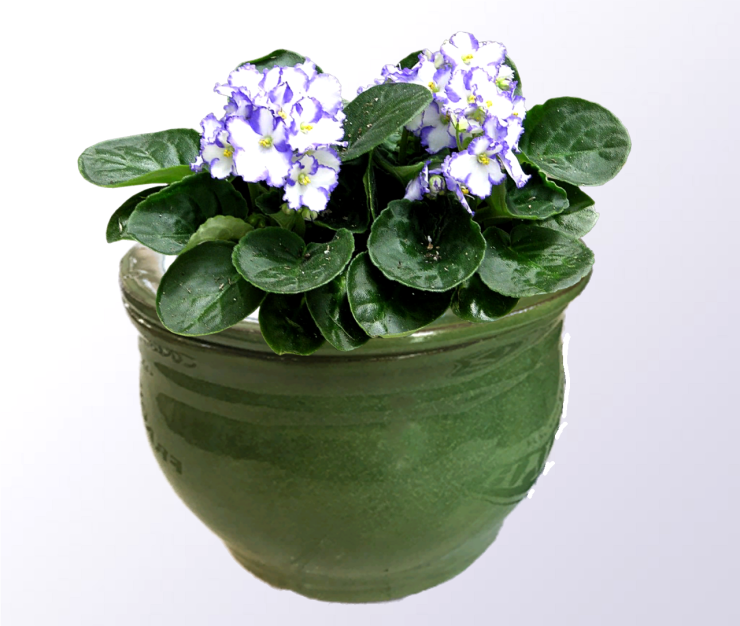 The Care of African Violets