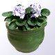 The Care of African Violets