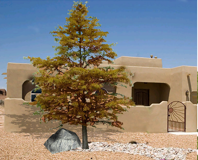 Cypress trees for the desert southwest