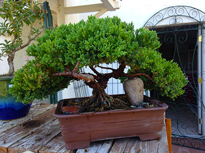 care for a juniper bonsai tree