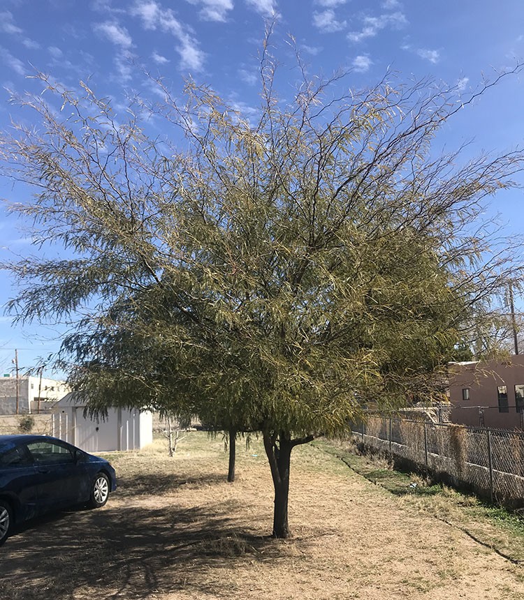 Chilean Mesquite Tree