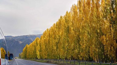 Poplar Trees Landscapine