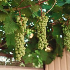 Growing Grape Vines at Home
