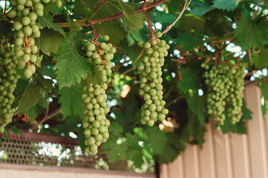 Image of Living wine tree with grape vines