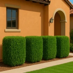 The Podacarpus Hedge