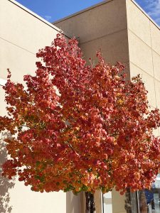 The fall color of Ornamental pear trees