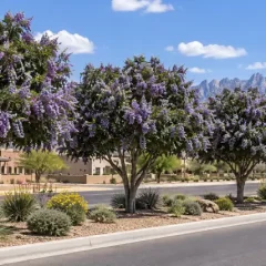 Texas Mountain Laurel Trees