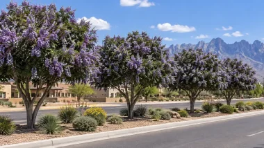 Texas Mountain Laurel Trees